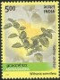 植物:亚洲:印度:in200303.jpg
