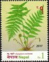 植物:亚洲:尼泊尔:np201702.jpg