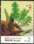 植物:亚洲:尼泊尔:np201704.jpg