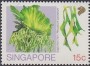 植物:亚洲:新加坡:sg199001.jpg