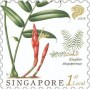 植物:亚洲:新加坡:sg201801.jpg