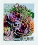 植物:亚洲:日本:jp201502.jpg