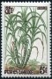 植物:亚洲:柬埔寨:cb196205.jpg