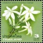 植物:亚洲:泰国:th201301.jpg