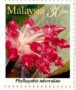 植物:亚洲:马来西亚:my199704.jpg