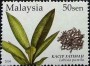 植物:亚洲:马来西亚:my200402.jpg