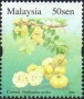 植物:亚洲:马来西亚:my200602.jpg