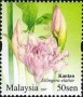 植物:亚洲:马来西亚:my200703.jpg