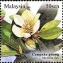 植物:亚洲:马来西亚:my200804.jpg