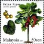 植物:亚洲:马来西亚:my200901.jpg