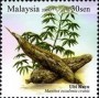 植物:亚洲:马来西亚:my200905.jpg