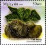 植物:亚洲:马来西亚:my200908.jpg
