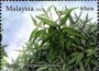 植物:亚洲:马来西亚:my201201.jpg