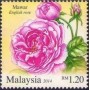 植物:亚洲:马来西亚:my201407.jpg