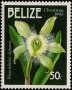 植物:北美洲:伯利兹:bz199002.jpg