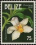 植物:北美洲:伯利兹:bz199004.jpg