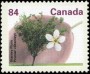 植物:北美洲:加拿大:ca199103.jpg