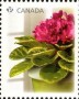 植物:北美洲:加拿大:ca201001.jpg