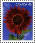 植物:北美洲:加拿大:ca201101.jpg