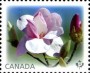 植物:北美洲:加拿大:ca201302.jpg