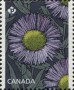 植物:北美洲:加拿大:ca201701.jpg