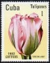 植物:北美洲:古巴:cu198201.jpg