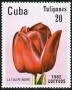 植物:北美洲:古巴:cu198204.jpg