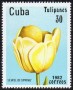 植物:北美洲:古巴:cu198205.jpg