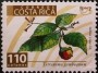 植物:北美洲:哥斯达黎加:cr200404.jpg