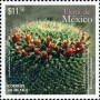 植物:北美洲:墨西哥:mx201502.jpg