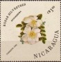 植物:北美洲:尼加拉瓜:ni198601.jpg