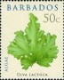 植物:北美洲:巴巴多斯:bb200802.jpg