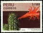 植物:南美洲:秘鲁:pe198903.jpg