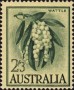 植物:大洋洲:澳大利亚:au195902.jpg