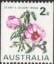 植物:大洋洲:澳大利亚:au197101.jpg
