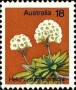 植物:大洋洲:澳大利亚:au197502.jpg
