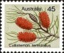 植物:大洋洲:澳大利亚:au197503.jpg