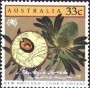 植物:大洋洲:澳大利亚:au198609.jpg