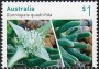 植物:大洋洲:澳大利亚:au201704.jpg