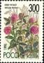 植物:欧洲:俄罗斯:ru199503.jpg