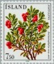 植物:欧洲:冰岛:is198404.jpg