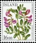 植物:欧洲:冰岛:is198503.jpg