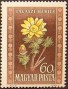植物:欧洲:匈牙利:hu195003.jpg