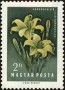植物:欧洲:匈牙利:hu195806.jpg