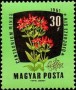 植物:欧洲:匈牙利:hu196104.jpg