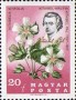 植物:欧洲:匈牙利:hu196701.jpg