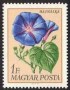 植物:欧洲:匈牙利:hu196804.jpg