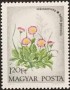 植物:欧洲:匈牙利:hu197304.jpg