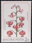 植物:欧洲:匈牙利:hu198502.jpg