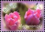 植物:欧洲:匈牙利:hu200804.jpg